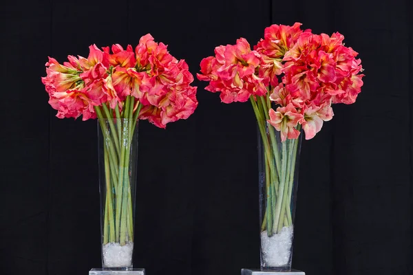 Gladiolus Växter Och Blommor Kristal Burk Snittblommor — Stockfoto