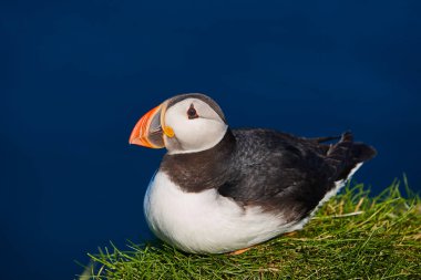 Mykines kayalıklarında ve Atlantik okyanusunda martı. Faroe Adaları kuş yaşamı