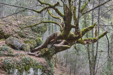 Ormanda kireç ağacı gövdesi. Hoz del Beteta. Cuenca, İspanya