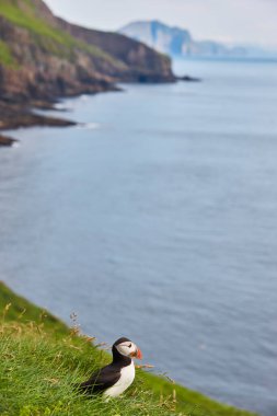 Mykines kayalıklarında ve Atlantik okyanusunda martılar. Faroe Adaları kuş yaşamı