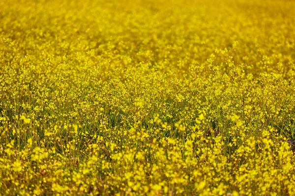 First Yellow Flowers Bloom Spring Colorful Season Background — 스톡 사진