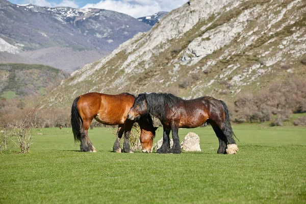 Yeşil Bir Vadide Atlar Castilla Leon Manzarası Spanya — Stok fotoğraf