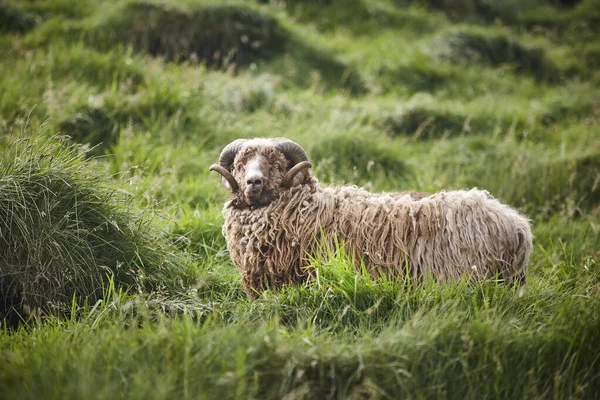 フェロー諸島の田舎で羊の放牧 緑山の風景 — ストック写真