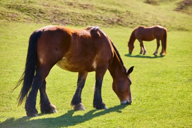 Yeşil bir vadide atlar. Castilla y Leon manzarası. İspanya
