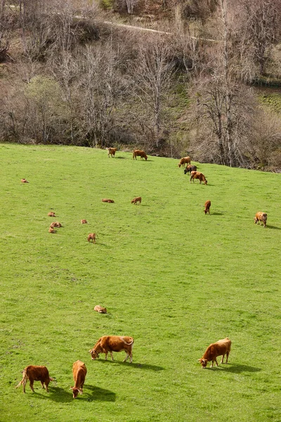 Arrastrando Vacas Prado Verde Alimento Animal Saludable Ganado Vacuno — Foto de Stock