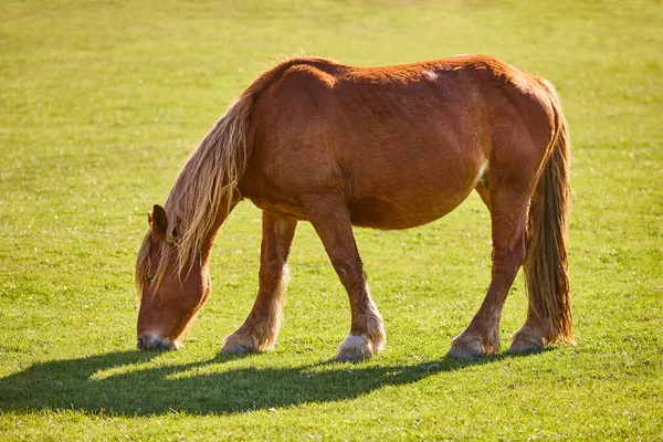 怀孕的母马在绿色的牧场上吃草 自然环境 — 图库照片