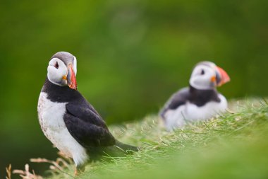 Mykines kayalıklarında yeşil doğa geçmişi olan martılar. Faroe Adaları kuş yaşamı
