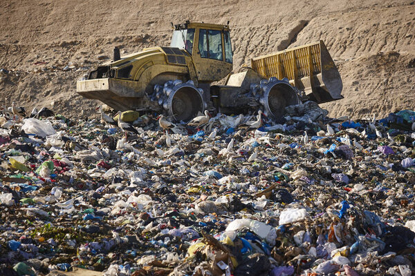 Heavy machinery shredding garbage in an open air landfill. Waste