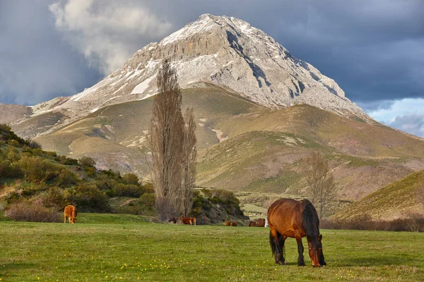 Caballos Vacas Pastando Paisaje Montañoso España —  Fotos de Stock