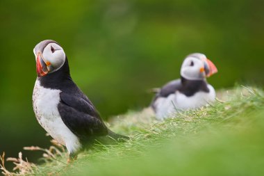 Mykines kayalıklarında yeşil doğa geçmişi olan martılar. Faroe Adaları kuş yaşamı