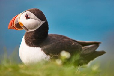 Mykines kayalıklarında martı ve mavi gökyüzü arka planı. Faroe Adaları