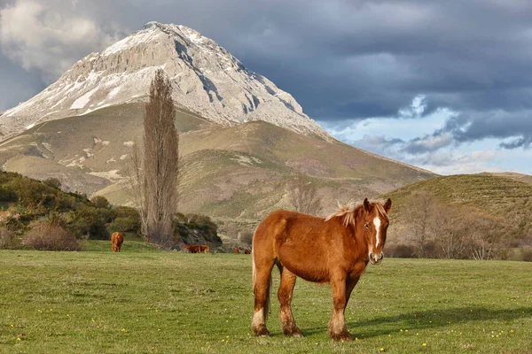 马和牛在山中吃草 西班牙 — 图库照片