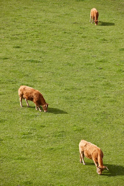 Cows Grazing Pasture Cattle Livestock Spain — Photo