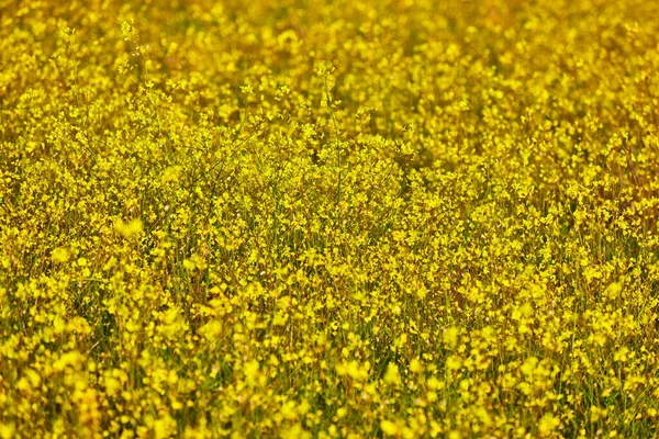 Primi Fiori Gialli Fiorire Primavera Sfondo Stagione Colorato — Foto Stock