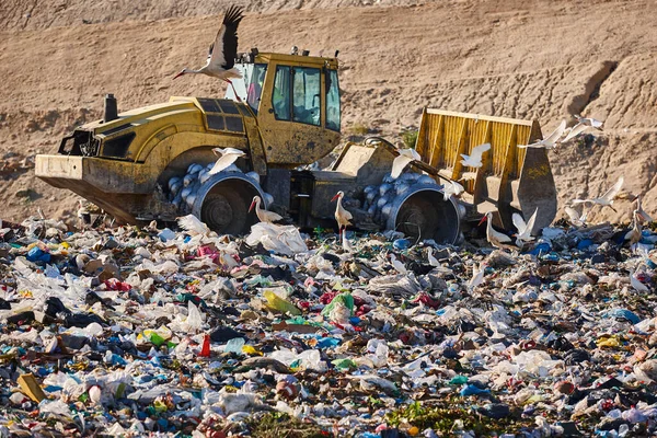 Heavy Machinery Shredding Garbage Open Air Landfill Waste — ストック写真