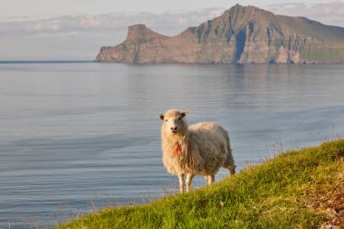 Faroe adalarıkayalıklarında koyun. Yeşil manzaralı manzara kıyı şeridi