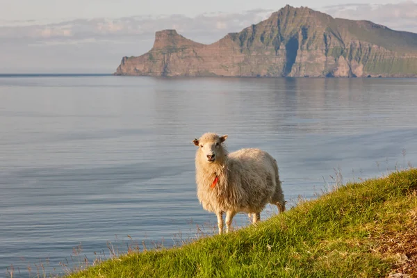 Faroe Adalarıkayalıklarında Koyun Yeşil Manzaralı Manzara Kıyı Şeridi — Stok fotoğraf