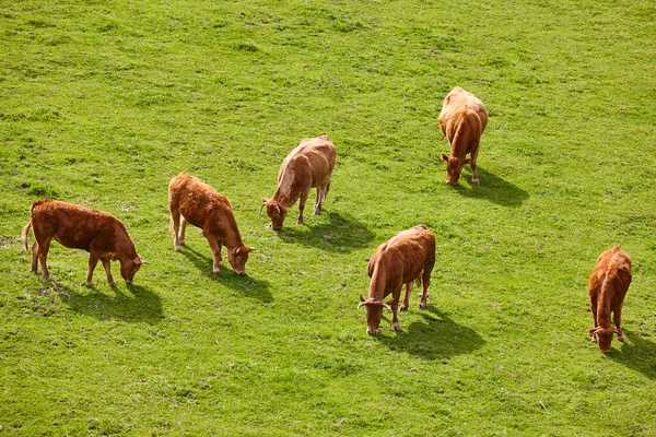 Cows Grazing Pasture Cattle Livestock Spain — Zdjęcie stockowe