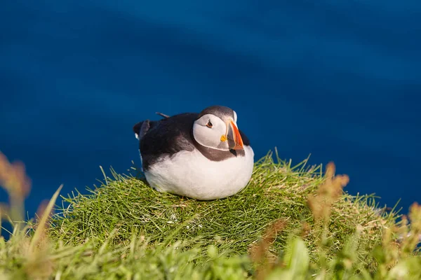 Puffiny Mykinských Útesech Atlantickém Oceánu Faerské Ostrovy Ptačí Život — Stock fotografie