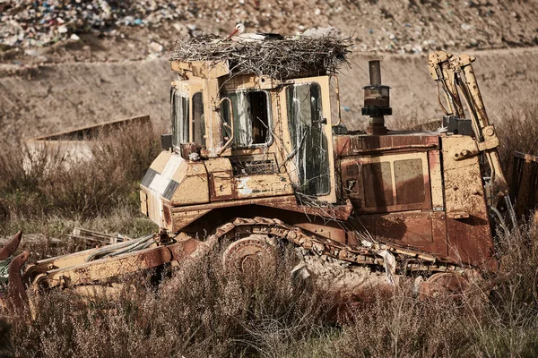 白鹤窝在垃圾堆里 环境污染 生态学 — 图库照片