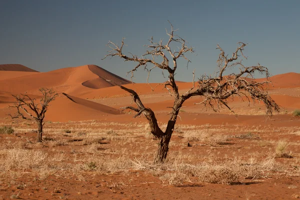 Duin van Namibië — Stockfoto