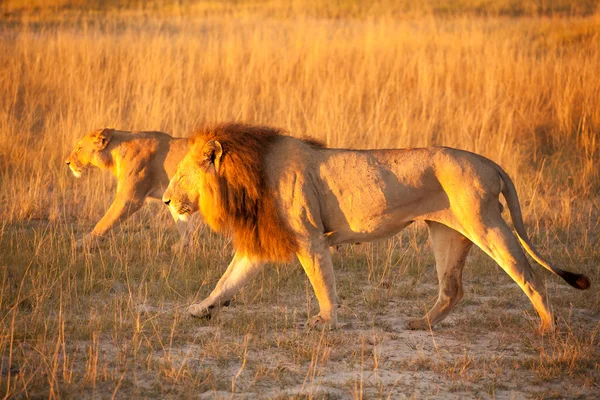 Couple of lion — Stock Photo, Image