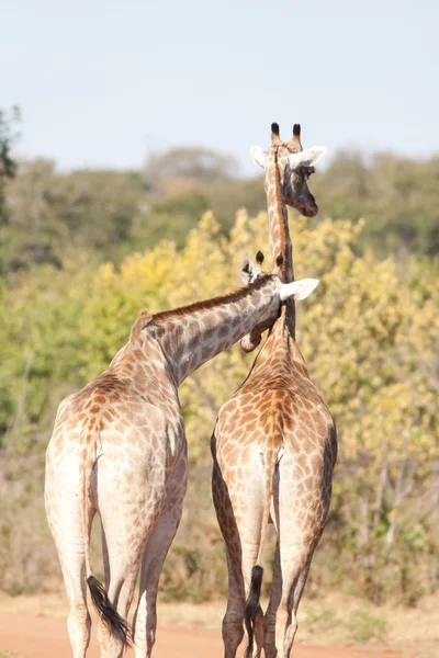 Paar van giraffe — Stockfoto