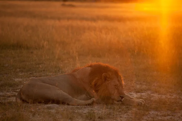 Lion on morning — Stock Photo, Image