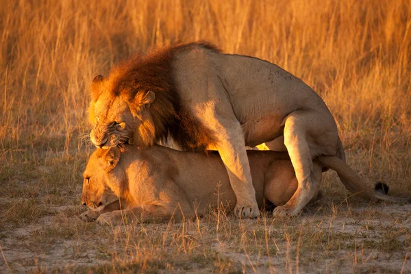 Pareja de leones — Foto de Stock