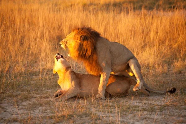 Pareja de leones — Foto de Stock