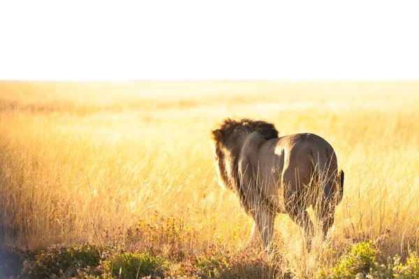 Lion — Stock Photo, Image