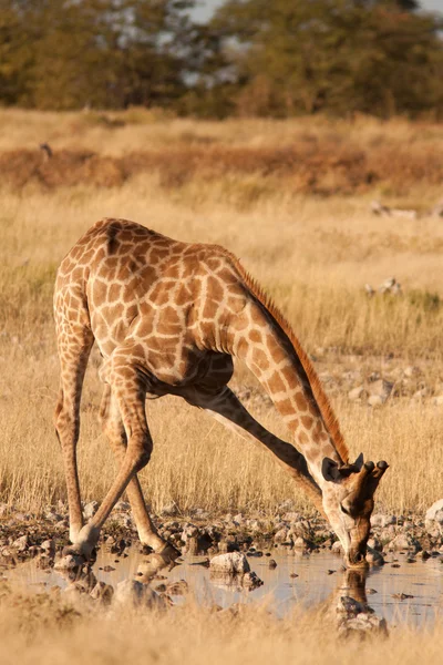 Girafe — Stockfoto