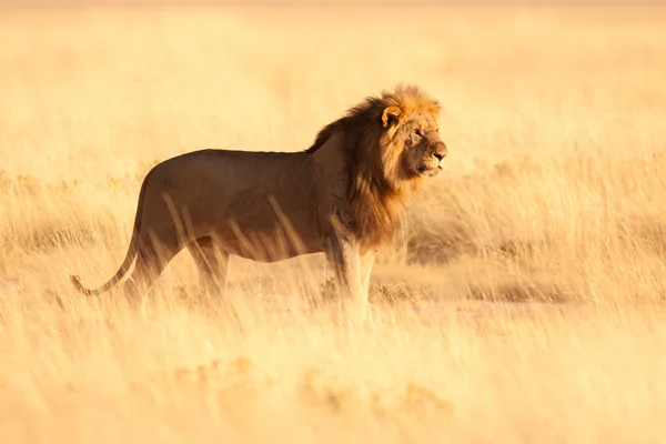 Lion — Stock Photo, Image