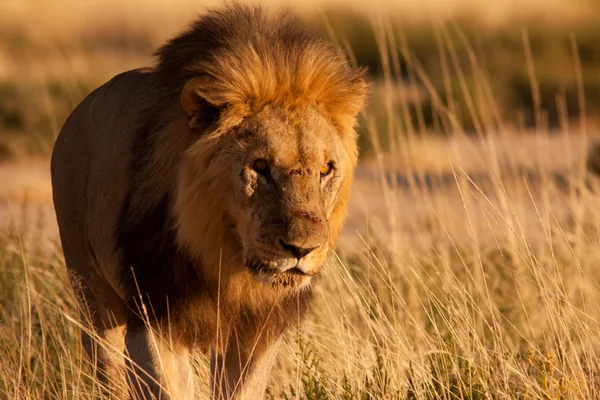 Injured lion — Stock Photo, Image