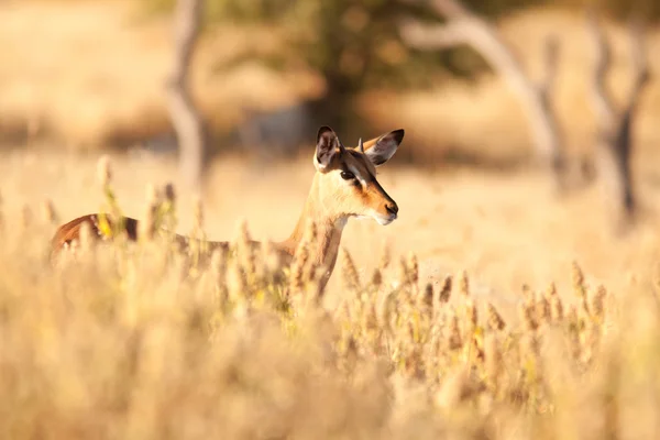 Impala portre — Stok fotoğraf