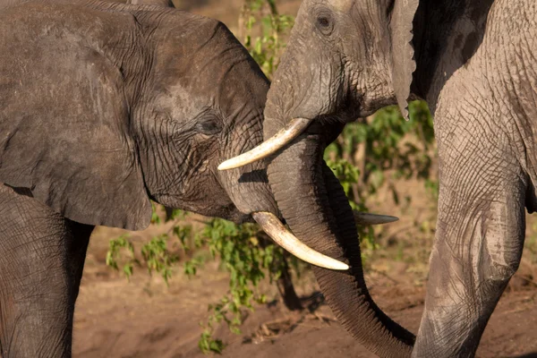 Elefant slåss — Stockfoto