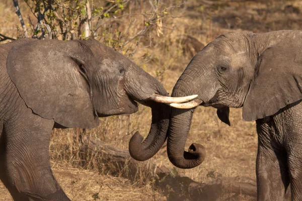 Elefantes están jugando — Foto de Stock