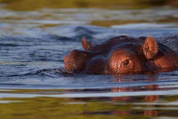 Hipopótamo bajo el agua — Foto de Stock