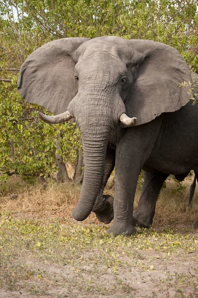 Charge of elephant — Stock Photo, Image