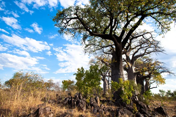Baobabs — Foto de Stock