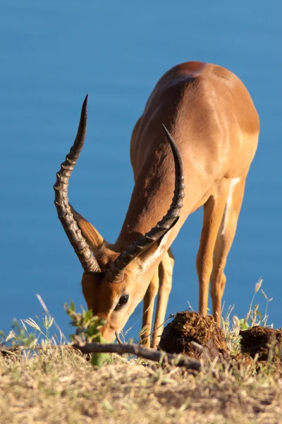 Impala yeme — Stok fotoğraf