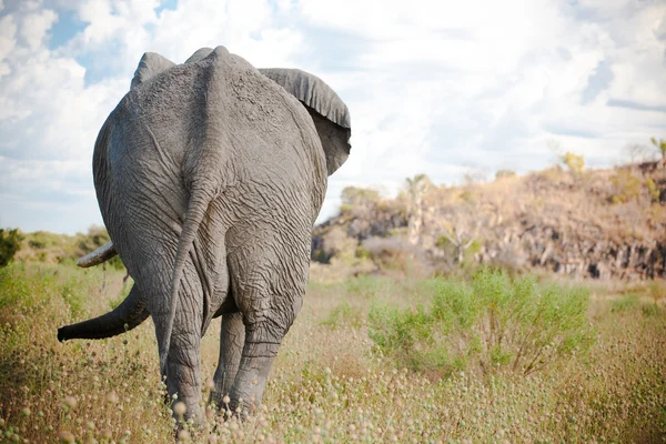 Tillbaka elefant — Stockfoto