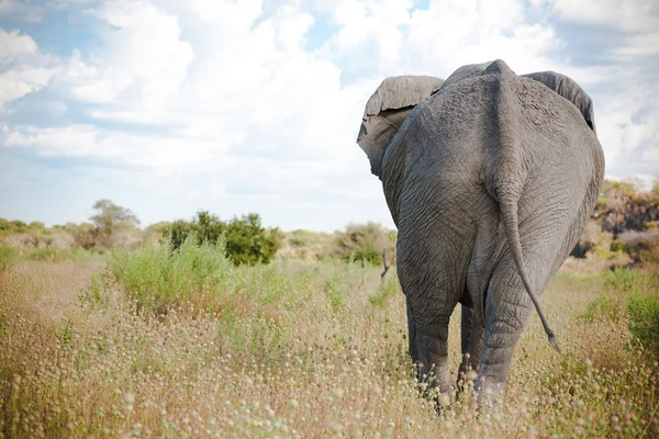 Parte posterior del elefante — Foto de Stock