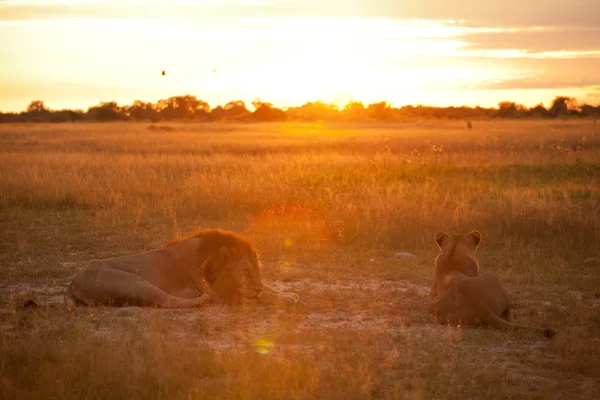 Couple of lion — Stock Photo, Image