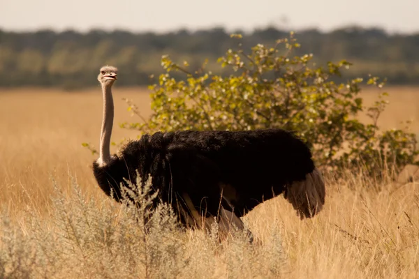 Ostrich in savannah — Stock Photo, Image