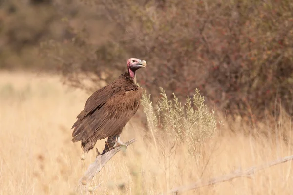 Vulture — Stock Photo, Image