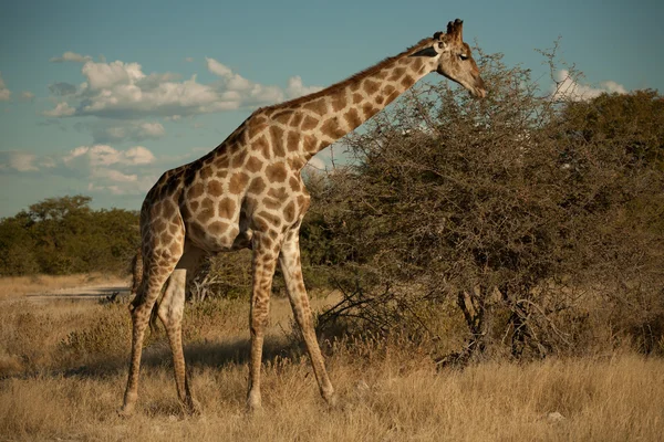 Girafe i kväll — Stockfoto