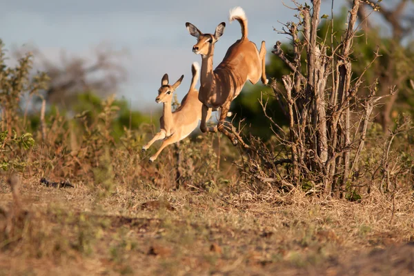 Impala kör Royaltyfria Stockbilder