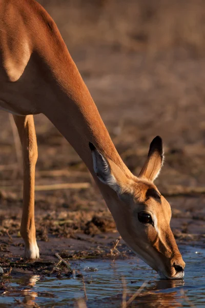 Impala Stockfoto