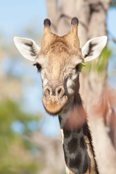 Girafe Stockbild